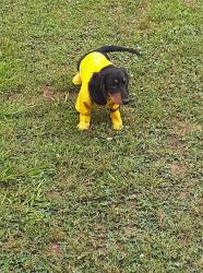 Lost Male Dog last seen Sw40th, Oklahoma City, OK 73119