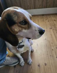 Lost Male Dog last seen Banbrige, Jamestown, NC 27282