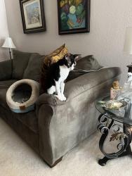 Reunited Female Cat last seen San Pedro /San Antionio, Albuquerque, NM 87109