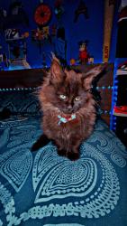 Lost Female Cat last seen Near fuller st , Brockton, MA 02301