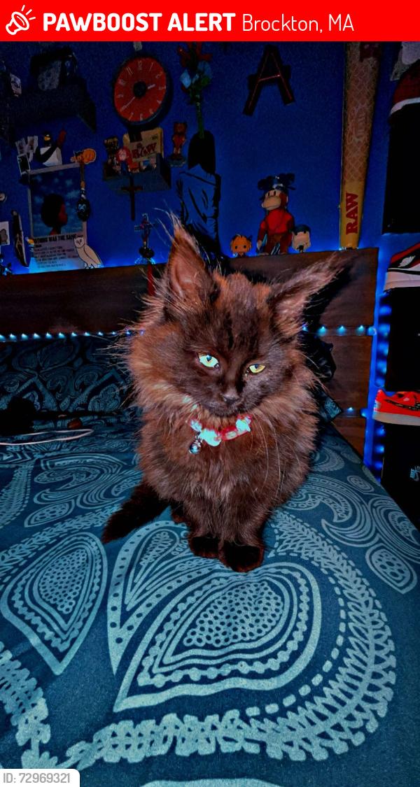 Lost Female Cat last seen Near fuller st , Brockton, MA 02301