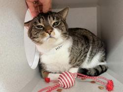 Shelter Stray Male Cat last seen Apt 3V,1325 Jerome Avenue, BRONX, NY, 10452, New York, NY 10029