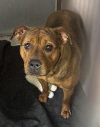 Shelter Stray Female Dog last seen Near E 169th Street, BRONX, NY, 10452, 326 E 110th St, New York, NY 10029, USA