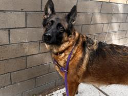 Shelter Stray Female Dog last seen Near E 100th Street Apt 2N, NEW YORK, NY, 10029, New York, NY 10029