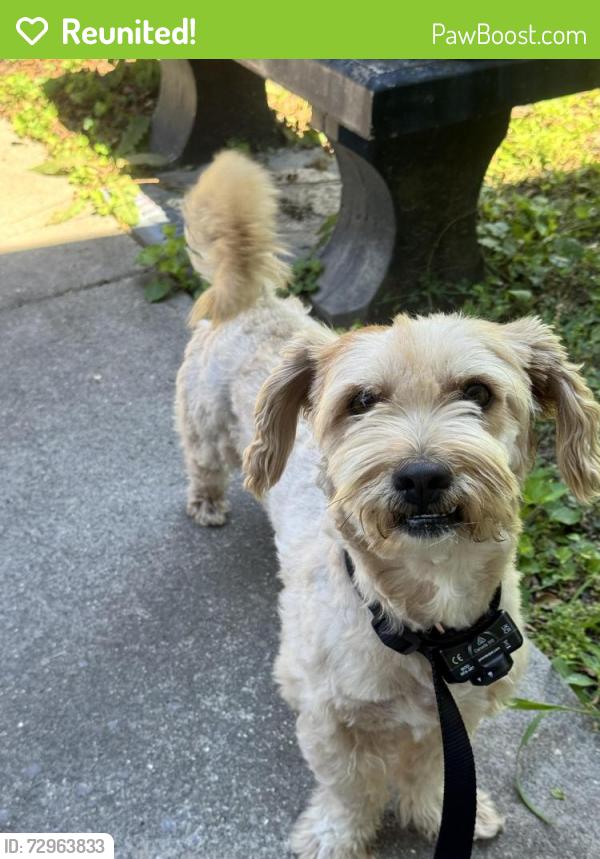 Reunited Male Dog last seen Tillman drive, Whitfield County, GA 30721