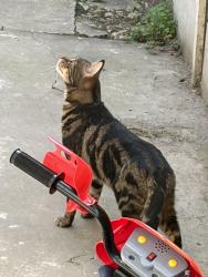 Lost Male Cat last seen CHARLTON SE7, Greater London, England SE7 7RL