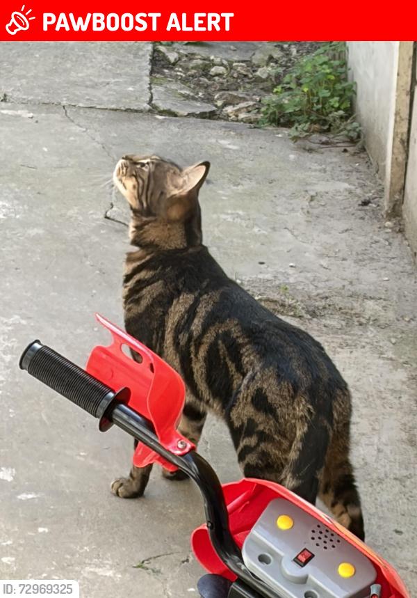 Lost Male Cat last seen CHARLTON SE7, Greater London, England SE7 7RL