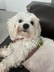 Lost Male Dog last seen Hey. 92 and N. Wiggins Rd, Plant City, FL 33566