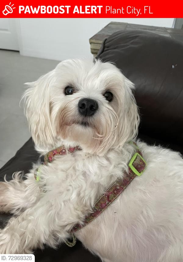 Lost Male Dog last seen Hey. 92 and N. Wiggins Rd, Plant City, FL 33566