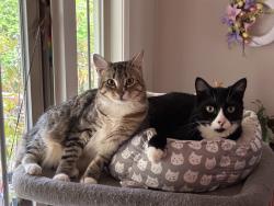 Reunited Male Cat last seen Paloma & El Camino, Gresham, OR 97080