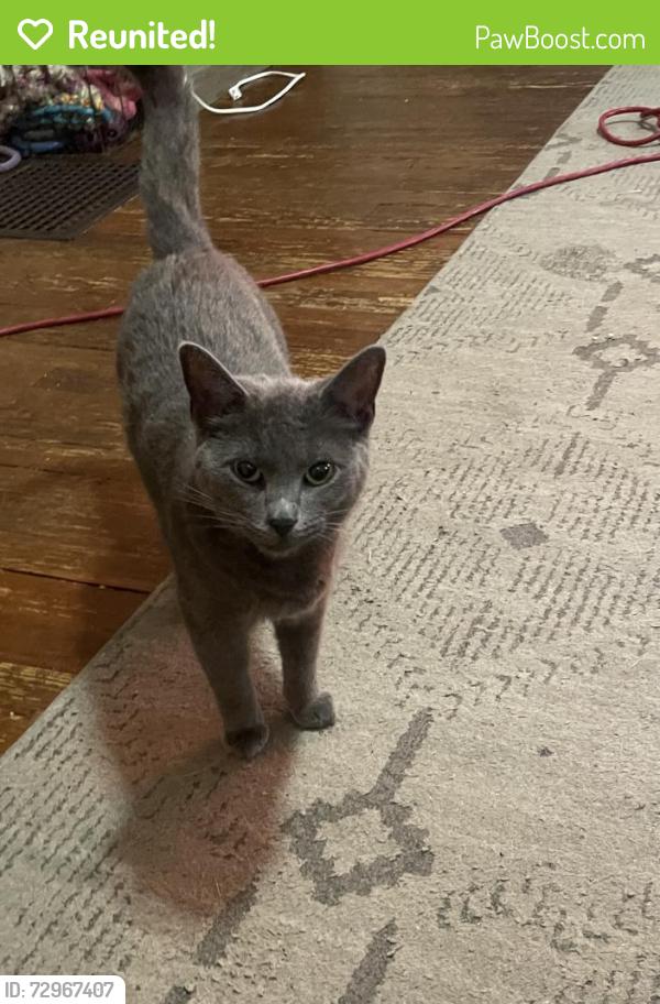 Reunited Female Cat last seen Huron st, South Bend, IN 46628