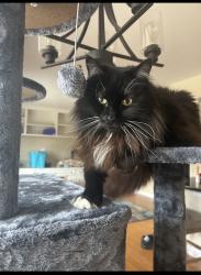 Reunited Male Cat last seen Cooper/Ray, Chandler, AZ 85225
