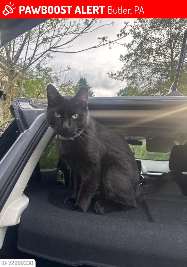 Lost Male Cat last seen Ash St., Morton Avenue, Walker Avenue, Euclid Ave., Lyon Ave., Butler, PA 16001