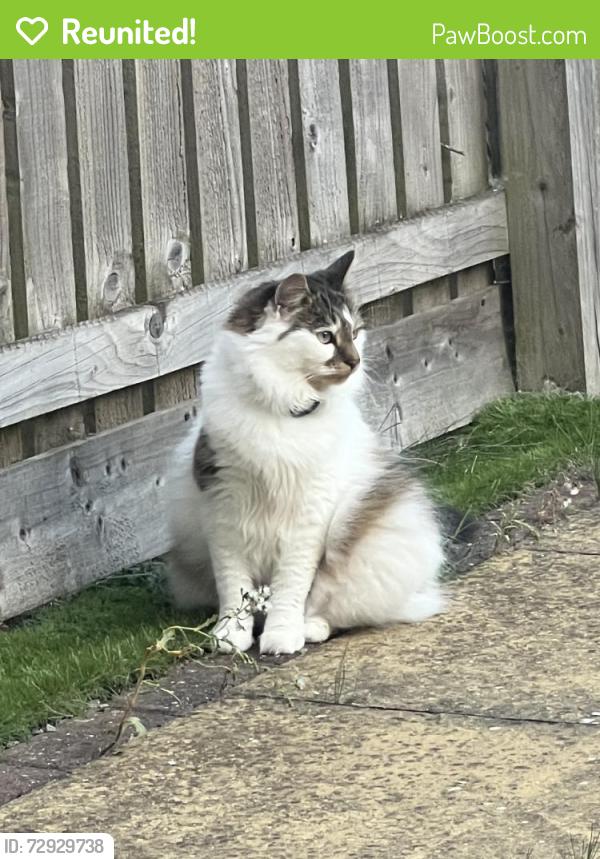 Reunited Female Cat last seen Langley Moor , Langley Moor, England DH7 8XZ