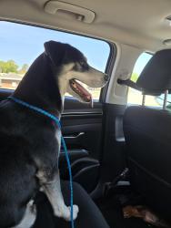Reunited Male Dog last seen Odd Road, Poquoson, VA 23662