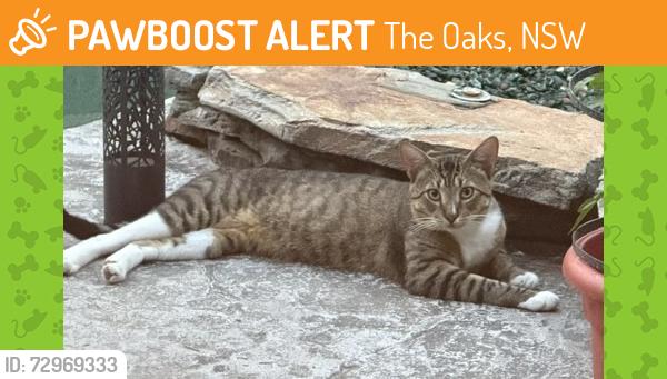 Found/Stray Male Cat last seen Oswalt Road, The Oaks, NSW 2570