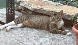 Found/Stray Male Cat last seen Oswalt Road, The Oaks, NSW 2570