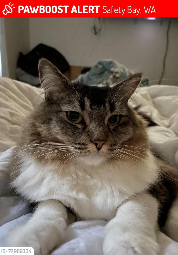 Lost Female Cat last seen Seacrest street, Safety Bay, WA 6169
