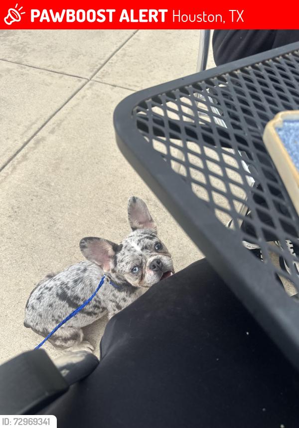 Lost Female Dog last seen Fawnview drive and jones rd, Houston, TX 77070