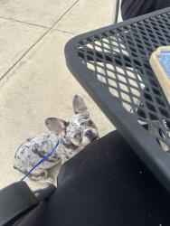 Lost Female Dog last seen Fawnview drive and jones rd, Houston, TX 77070