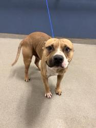 Shelter Stray Male Dog last seen NW 2ND PL & NW 62ND ST, Doral, FL 33122