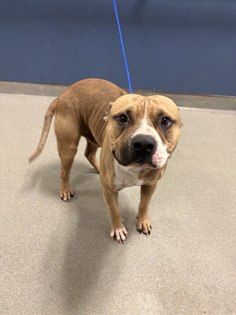 Shelter Stray Male Dog last seen NW 2ND PL & NW 62ND ST, Doral, FL 33122