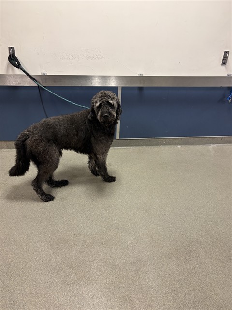 Shelter Stray Male Dog last seen Near BLOCK SE 15TH ST, Doral, FL 33122