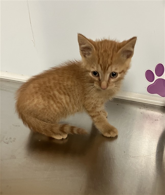 Shelter Stray Male Cat last seen Near BLOCK E ORME ST, WICHITA KS 67207, Wichita, KS 67219
