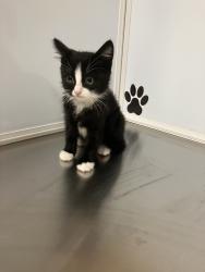 Shelter Stray Female Cat last seen Near BLOCK E ORME ST, WICHITA KS 67207, Wichita, KS 67219