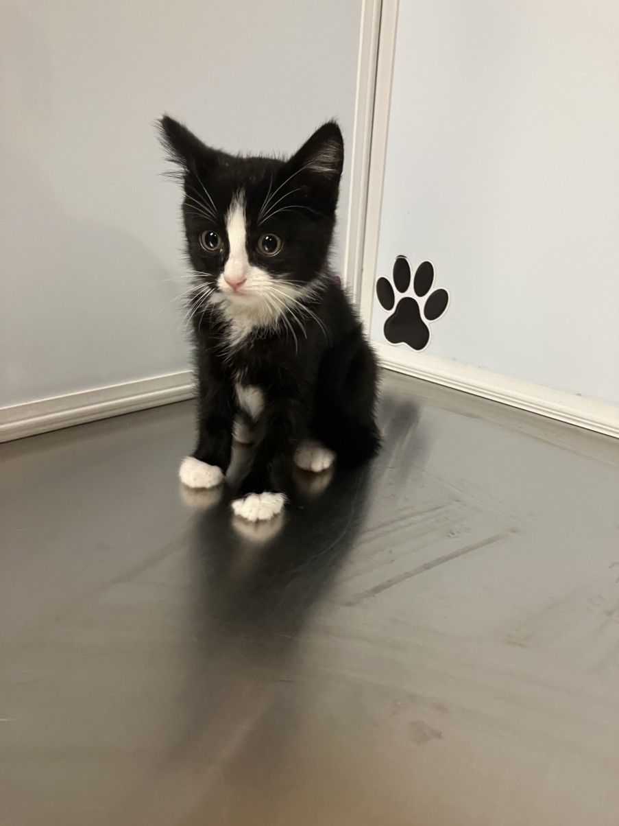 Shelter Stray Female Cat last seen Near BLOCK E ORME ST, WICHITA KS 67207, Wichita, KS 67219