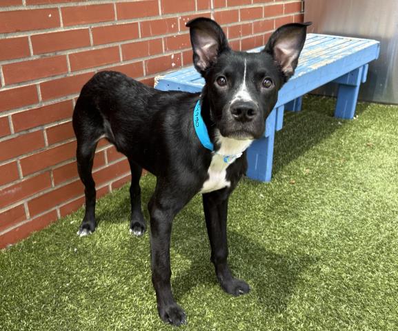 Shelter Stray Male Dog last seen Near BLOCK BENTLER ST, DETROIT MI 48219, 7401 Chrysler Dr, Detroit, MI 48211, USA