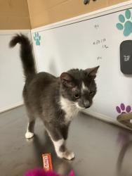 Shelter Stray Female Cat last seen Near BLOCK E WINESAP ST, WICHITA KS 67216, Wichita, KS 67219