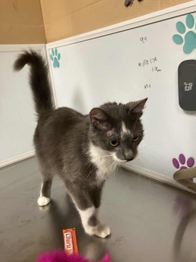 Shelter Stray Female Cat last seen Near BLOCK E WINESAP ST, WICHITA KS 67216, Wichita, KS 67219