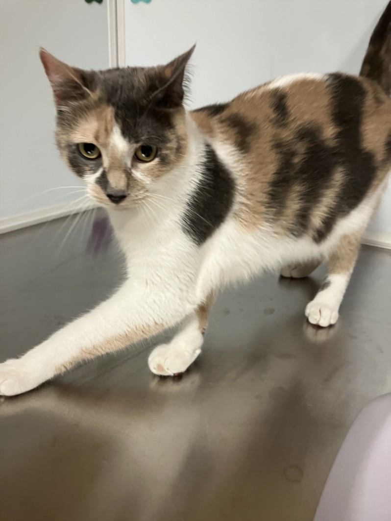 Shelter Stray Female Cat last seen Near BLOCK E WINESAP ST, WICHITA KS 67216, Wichita, KS 67219