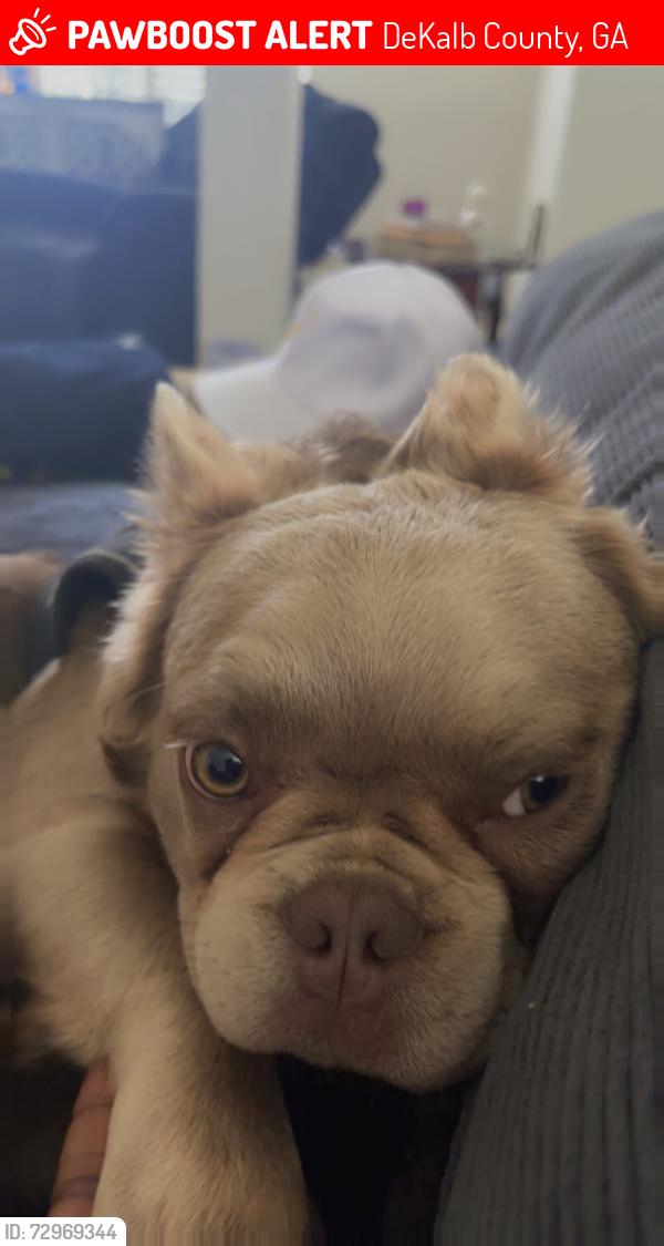 Lost Male Dog last seen Piedmont trace subdivision lithonia, DeKalb County, GA 30058