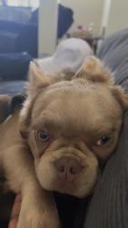 Lost Male Dog last seen Piedmont trace subdivision lithonia, DeKalb County, GA 30058