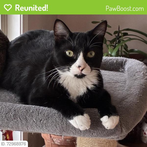 Reunited Male Cat last seen Near SE El Camino Dr. Gresham, Gresham, OR 97080