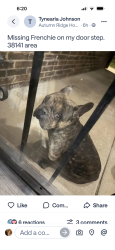 Found/Stray Unknown Dog last seen Autumn Ridge, Memphis, TN 38141