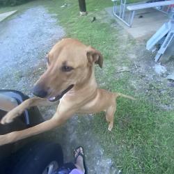 Found/Stray Male Dog last seen Canada rd, Lakeland, TN 38002