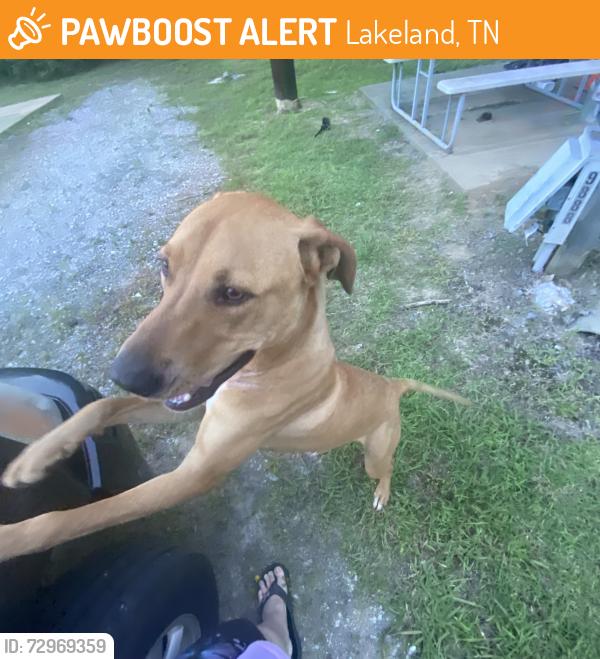 Found/Stray Male Dog last seen Canada rd, Lakeland, TN 38002