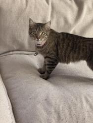 Lost Female Cat last seen Lehigh Way, Decatur, GA 30034
