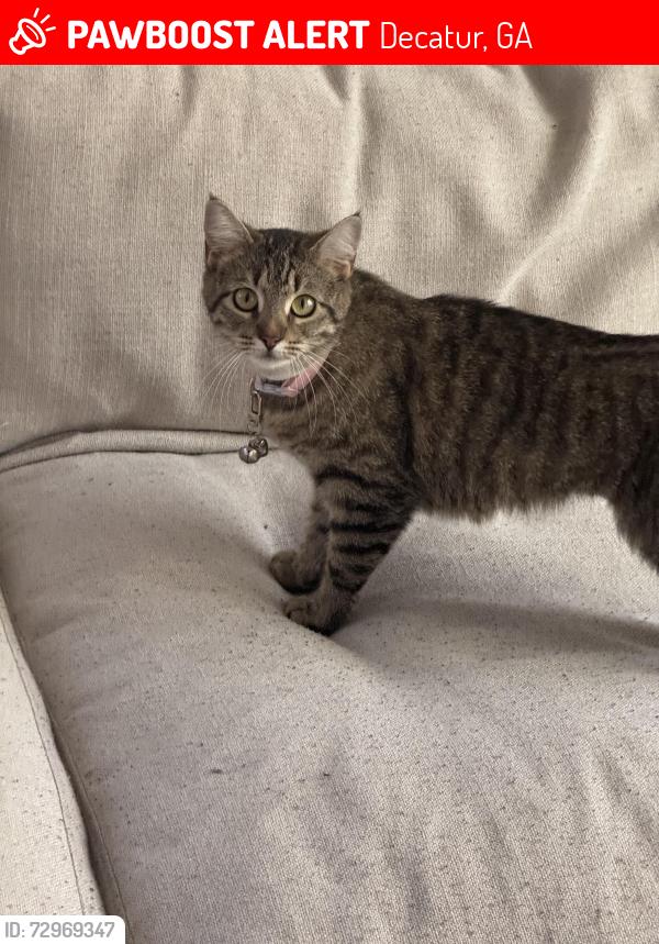 Lost Female Cat last seen Lehigh Way, Decatur, GA 30034