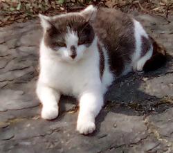 Lost Female Cat last seen Marlow, Nelson and Youngland Ave, Louisville, KY 40216