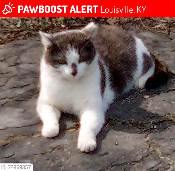 Lost Female Cat last seen Marlow, Nelson and Youngland Ave, Louisville, KY 40216