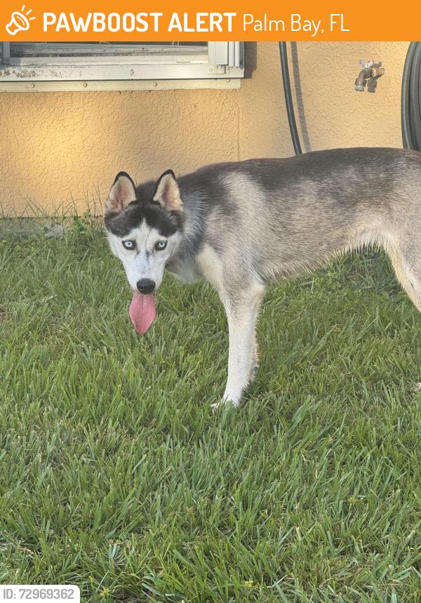 Found/Stray Female Dog last seen Near Grant Road SE Palm Bay , Palm Bay, FL 32909