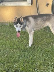 Found/Stray Female Dog last seen Near Grant Road SE Palm Bay , Palm Bay, FL 32909