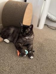 Reunited Male Cat last seen Errard Street, Kelvin Grove, Kelvin Grove, QLD 4059