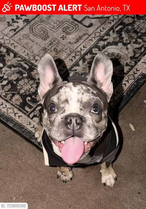 Lost Male Dog last seen Blue river dr , San Antonio, TX 78249