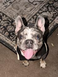 Lost Male Dog last seen Blue river dr , San Antonio, TX 78249