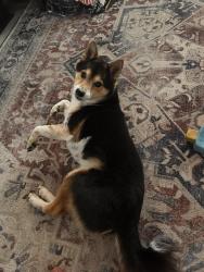 Lost Male Dog last seen last official sighting was Westbury neighborhood, possible sighting along 33 near perimeter loop, Dublin, OH 43016
